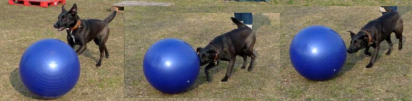 Treibball für Hunde zur körperlichen und geistigen Auslastung