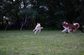 Geführte Hundespielgruppe