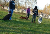 hunde_27