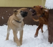 hunde_11