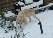 hunde_13