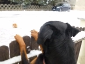 hunde_14