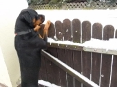hunde_15