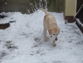 hunde_16