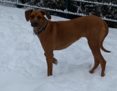 hunde_17