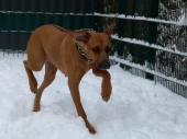 hunde_18