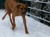 hunde_19