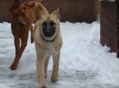 hunde_1