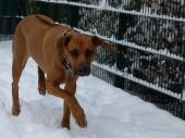 hunde_20