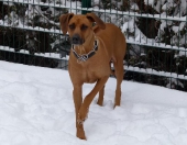 hunde_21