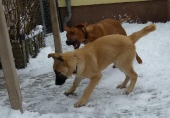 hunde_22