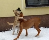 hunde_23