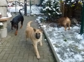 Hunde_24