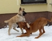 hunde_24