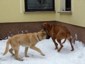 hunde_26