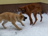 hunde_27
