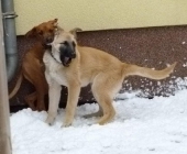 hunde_28