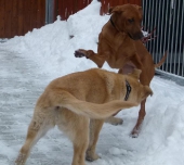hunde_2