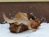 hunde_30