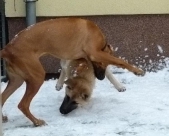 hunde_31