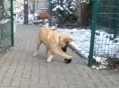 Hunde_32