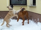 hunde_32