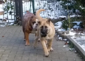 Hunde_33