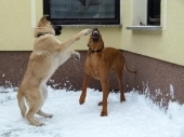 hunde_33