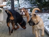 Hunde_34