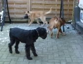 Hunde_35