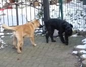 Hunde_36
