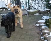 Hunde_37