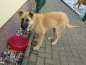 Hunde_38