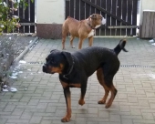 Hunde_39