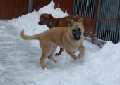 hunde_3