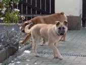 Hunde_40
