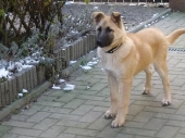 Hunde_41