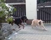 Hunde_42
