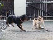 Hunde_43