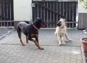 Hunde_44