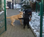 Hunde_45