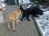 Hunde_46