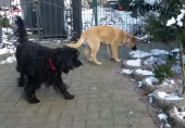 Hunde_47