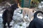 Hunde_48