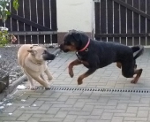 Hunde_49