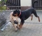 Hunde_50