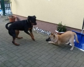 Hunde_51