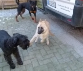 Hunde_52