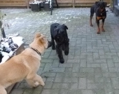 Hunde_53