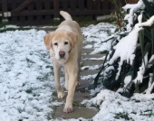 Hunde_54